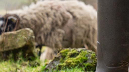 Le chameau top wool lined wellies